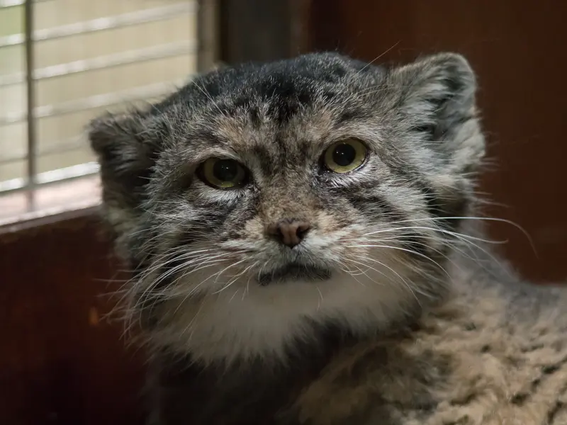 A photograph of Primula in Ueno Zoological Gardens