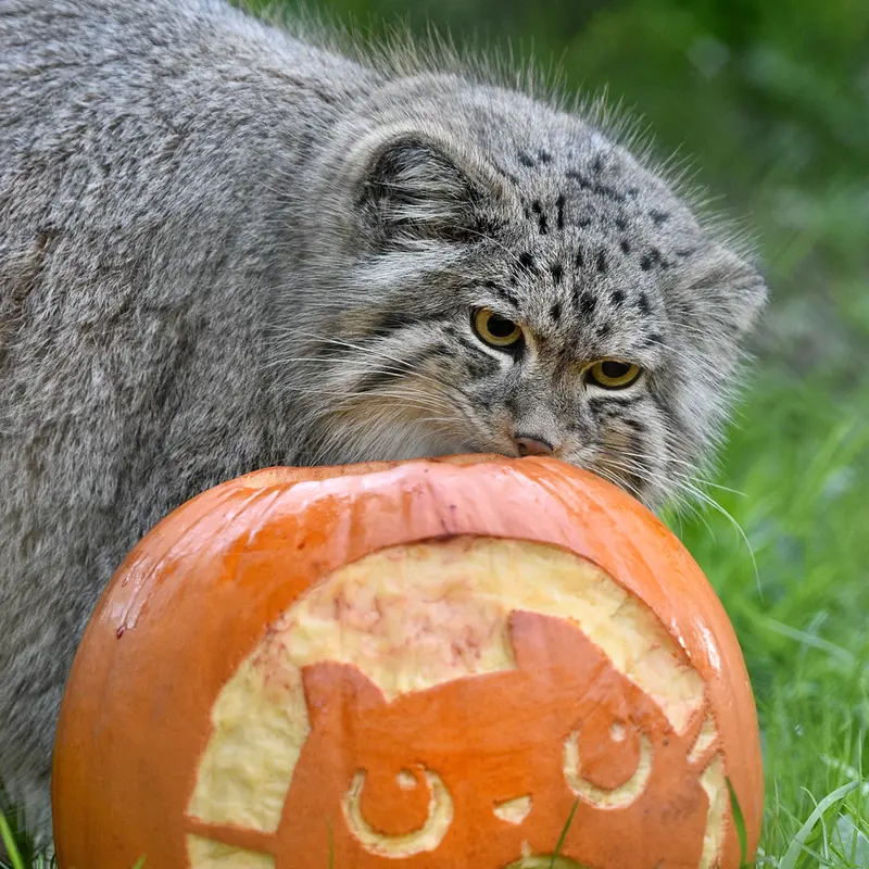 A photograph of Namuu in Port Lympne Wild Animal Park