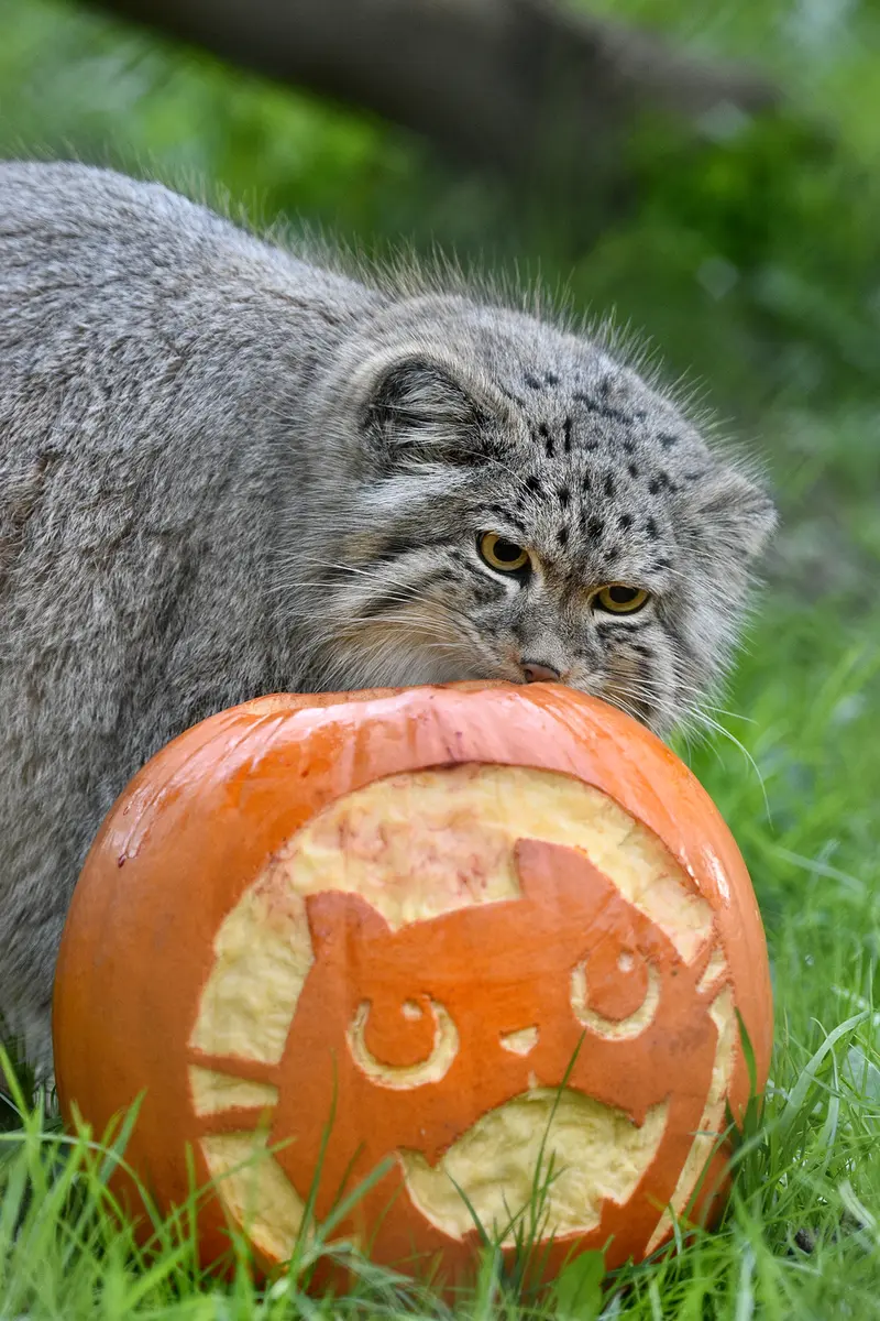A photograph of Namuu in Port Lympne Wild Animal Park