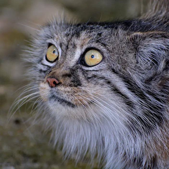 A photograph of Tula in The Big Cat Sanctuary