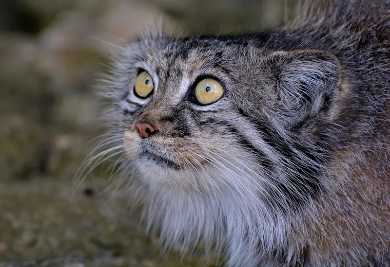 A photograph of Tula in The Big Cat Sanctuary