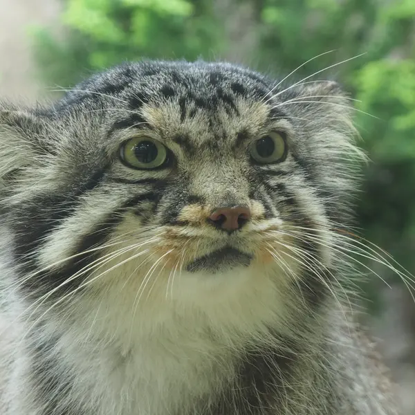 A photograph of Bor in Nasu Animal Kingdom