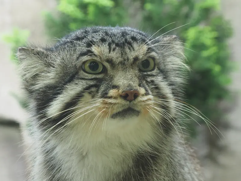 A photograph of Bor in Nasu Animal Kingdom