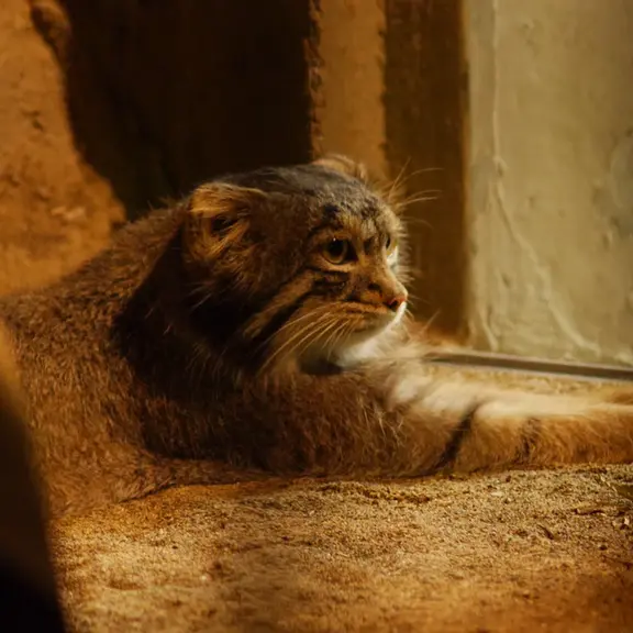 A photograph of a Pallas's cat in Nogeyama Zoo