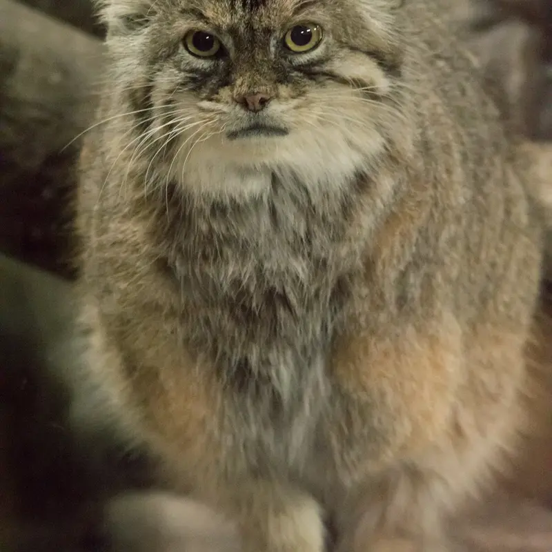 A photograph of Primula in Ueno Zoological Gardens