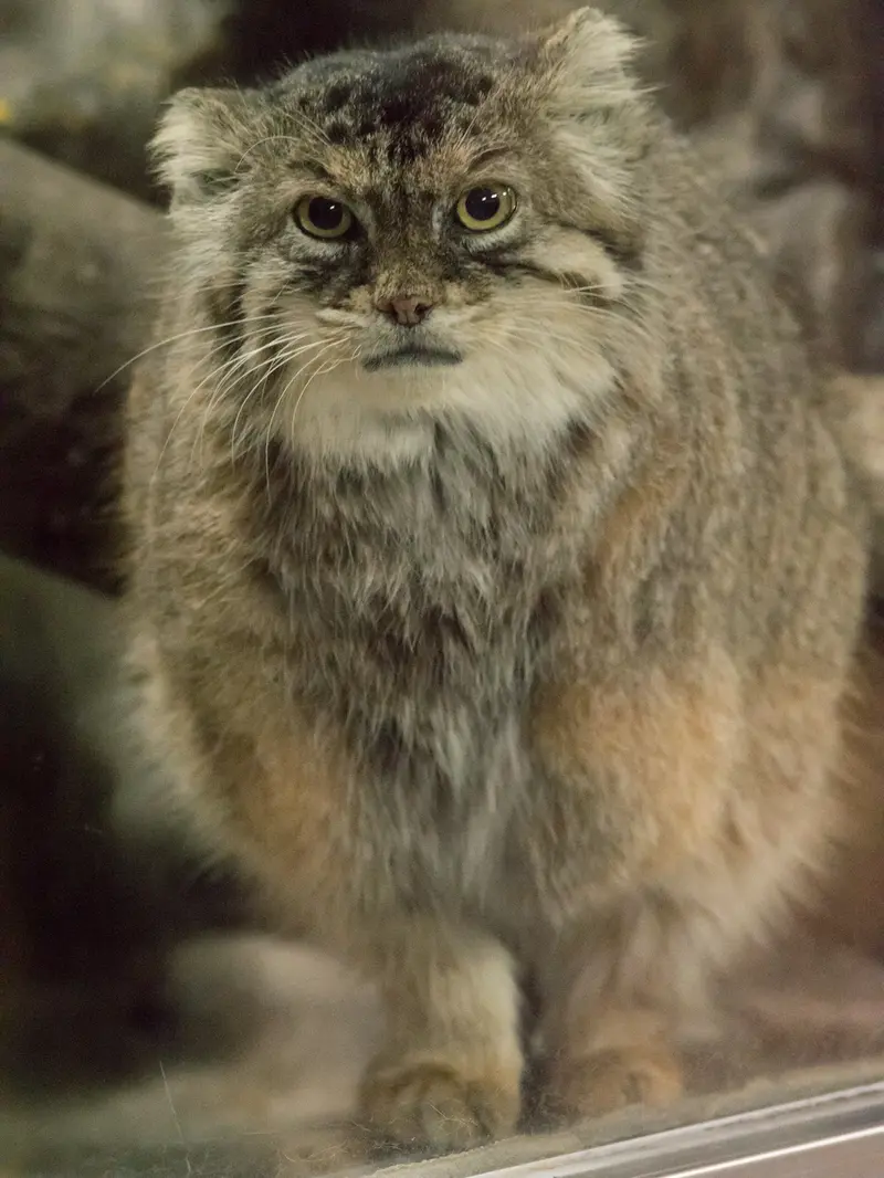 A photograph of Primula in Ueno Zoological Gardens