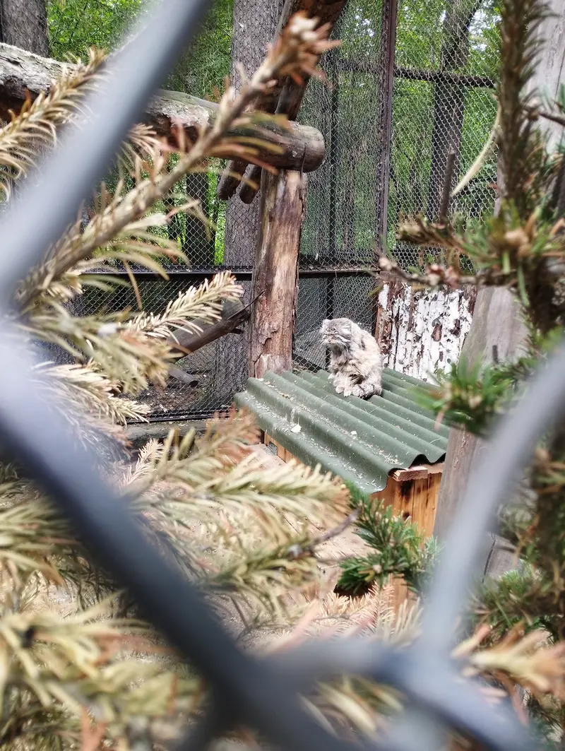 A photograph of Zelenogorsk in Novosibirsk Zoo