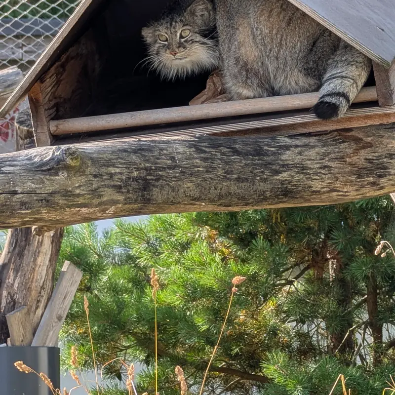 A photograph of a Pallas's cat in Korkeasaari Zoo