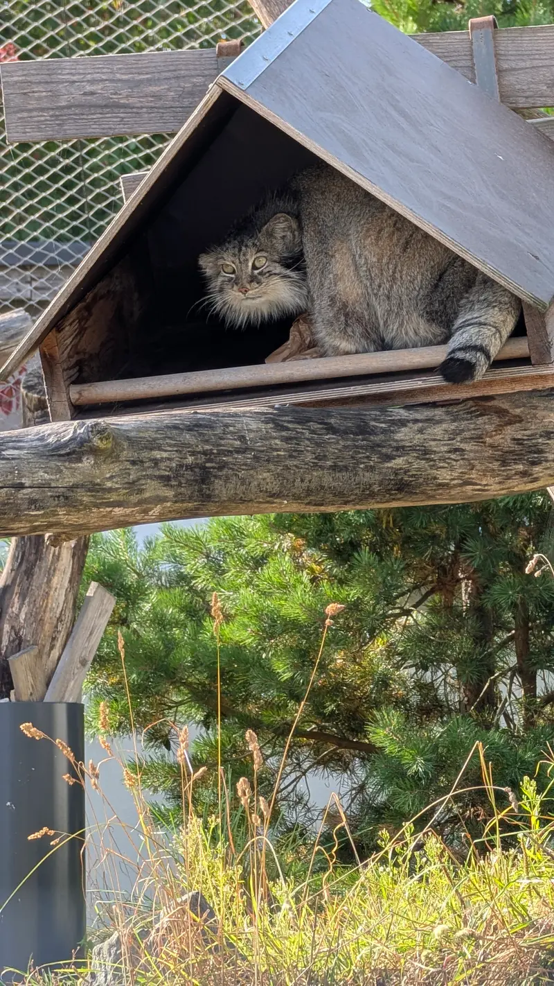 A photograph of a Pallas's cat in Korkeasaari Zoo