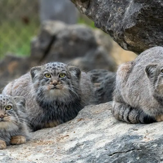 A photograph of Zaya, Kharaa, and Altai in Port Lympne Wild Animal Park
