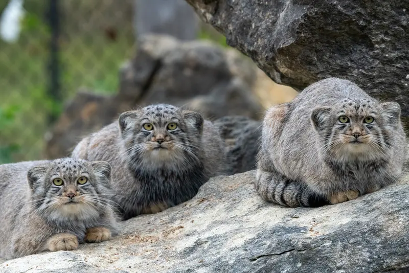 A photograph of Zaya, Kharaa, and Altai in Port Lympne Wild Animal Park