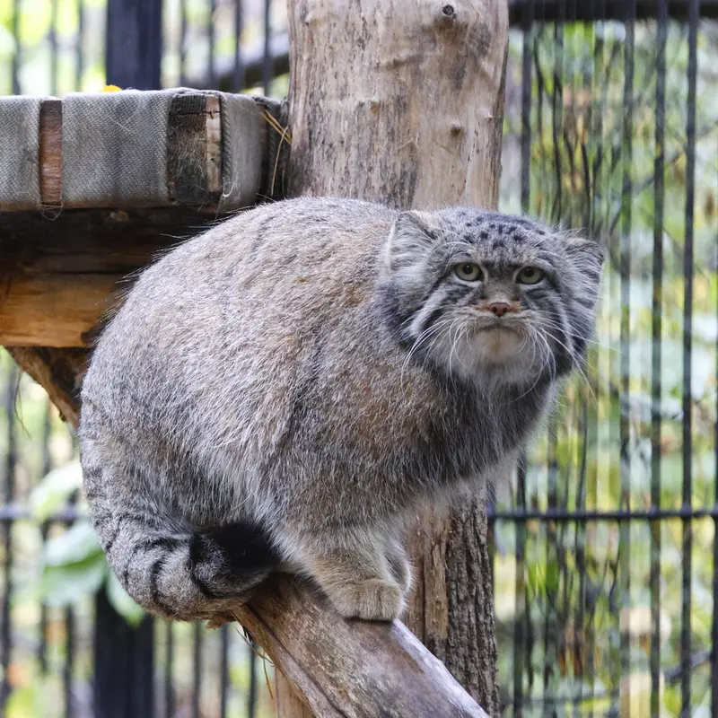 A photograph of Sylvester in Novosibirsk Zoo