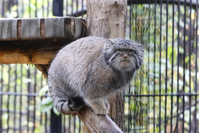 A photograph of Sylvester in Novosibirsk Zoo