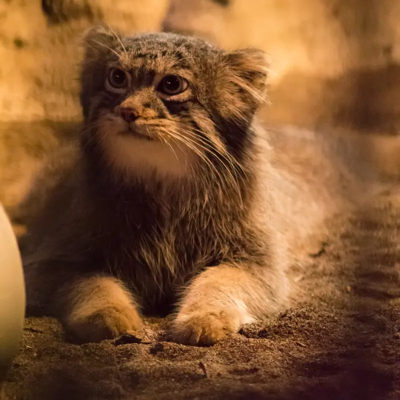 A photograph of Figa in Nogeyama Zoo