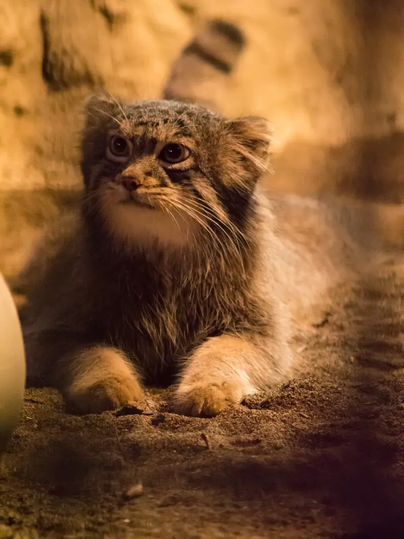 A photograph of Figa in Nogeyama Zoo