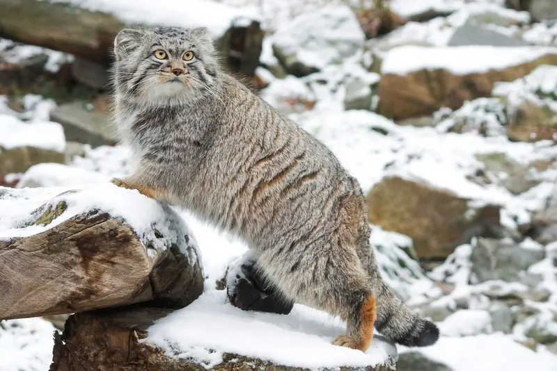 Manul of the day