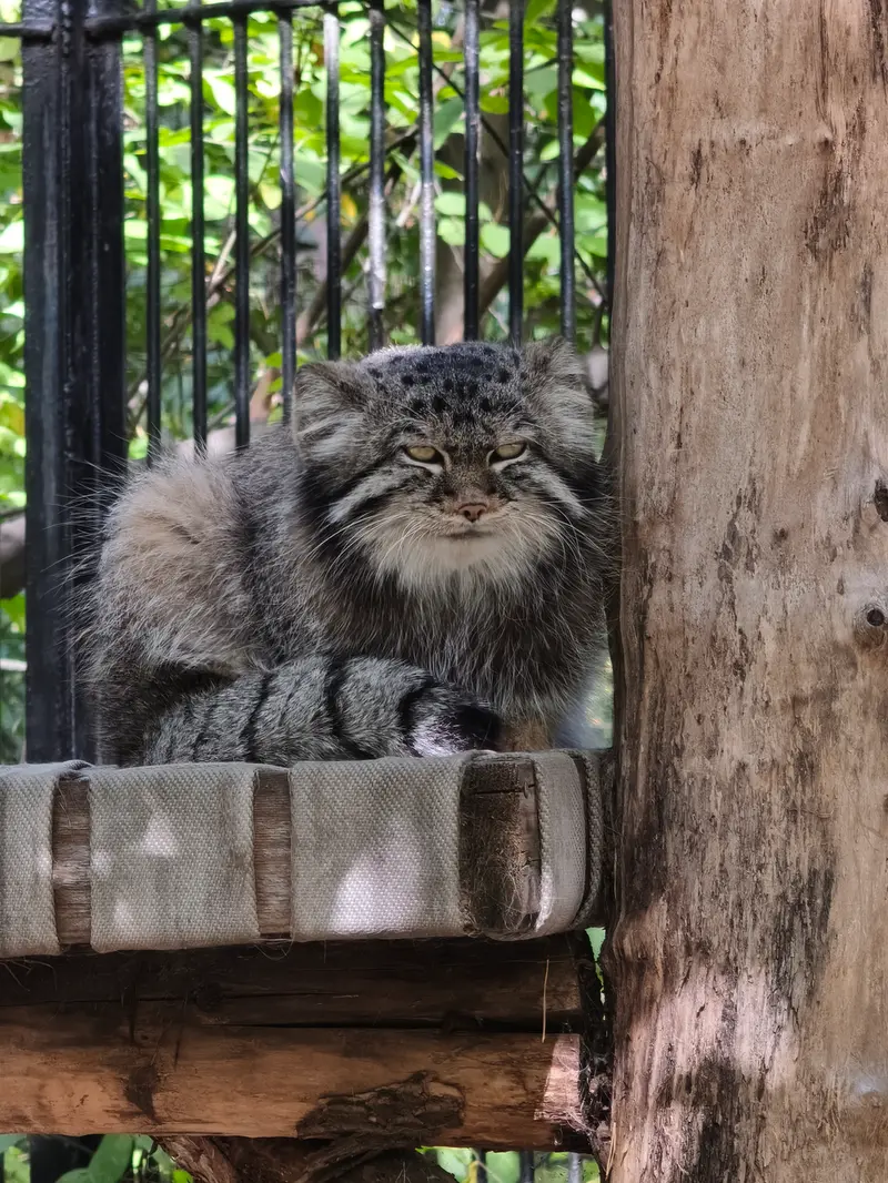 A photograph of Sylvester in Novosibirsk Zoo