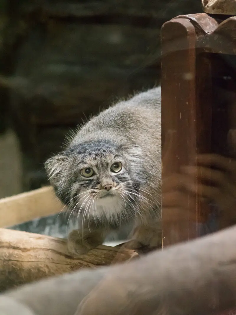 A photograph of Shafran in Ueno Zoological Gardens