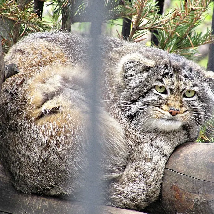A photograph of a Pallas's cat in Novosibirsk Zoo