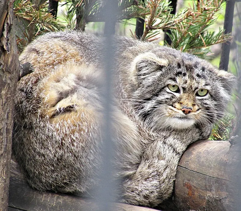 A photograph of a Pallas's cat in Novosibirsk Zoo