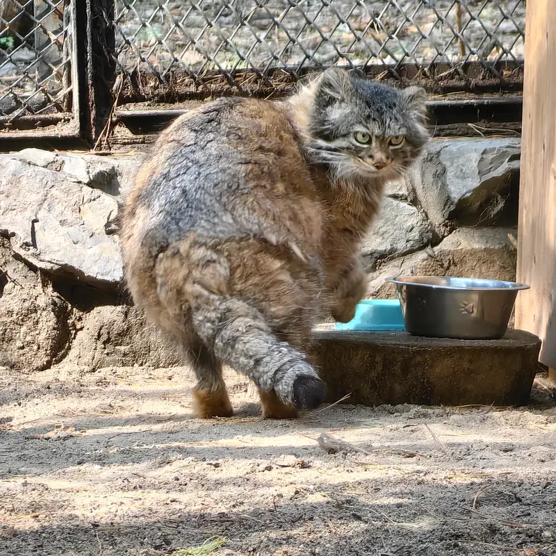 A photograph of Adele in Novosibirsk Zoo