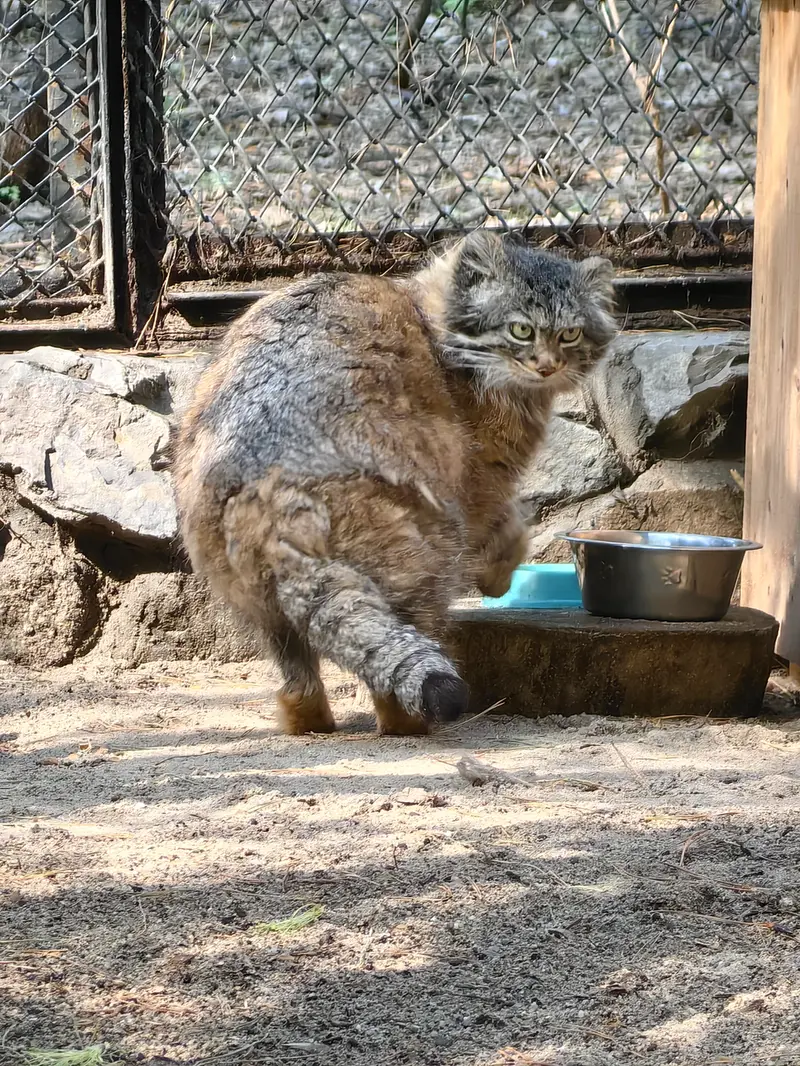 A photograph of Adele in Novosibirsk Zoo