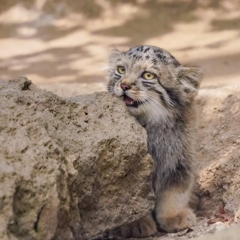 A photograph of San in Kobe Animal Kingdom