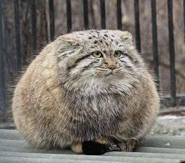 A photograph of a Pallas's cat