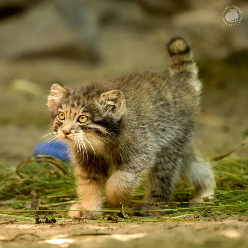 A photograph of Mensu in Novosibirsk Zoo