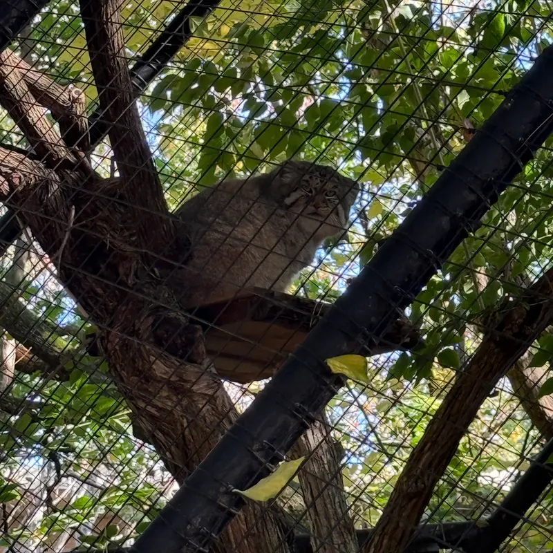 A photograph of Mushu in Cincinnati Zoo