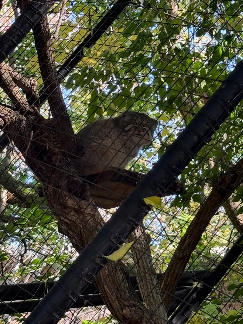 A photograph of Mushu in Cincinnati Zoo