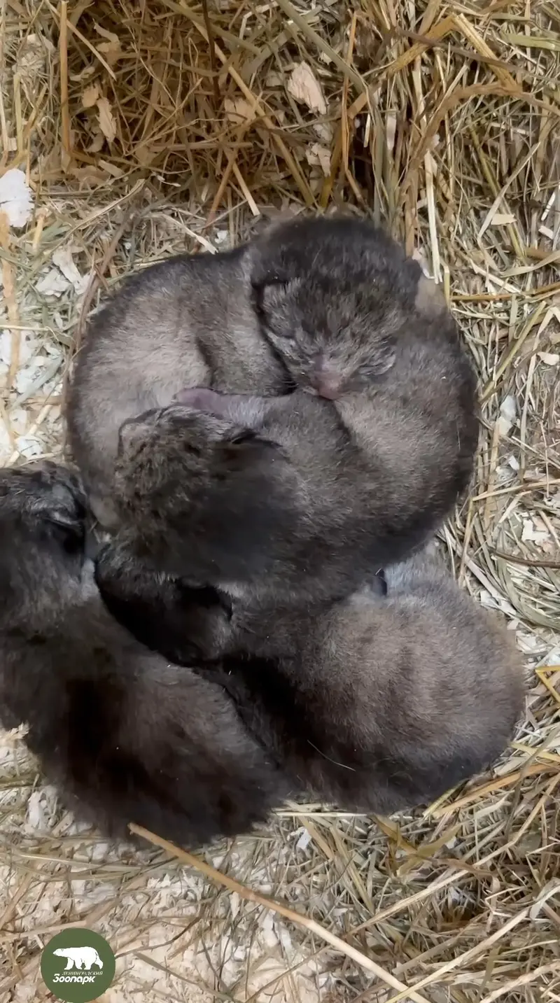 Manul kittens have been born at the Leningrad Zoo!