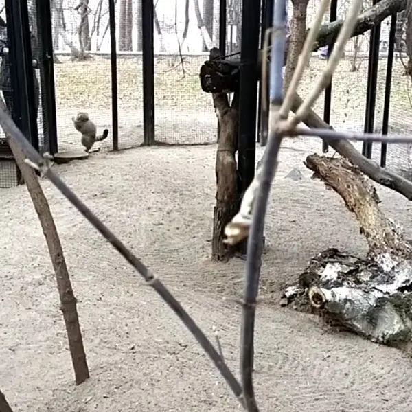 A photograph of a Pallas's cat in Novosibirsk Zoo
