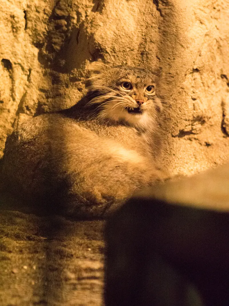 A photograph of Figa in Nogeyama Zoo
