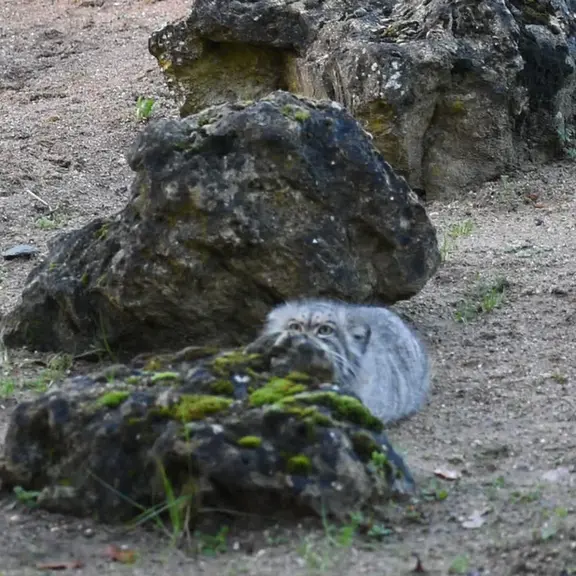 A photograph of a Pallas's cat in Port Lympne Wild Animal Park