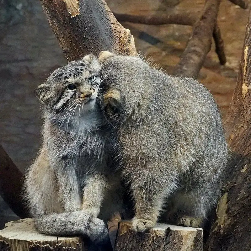 A photograph of a Pallas's cat