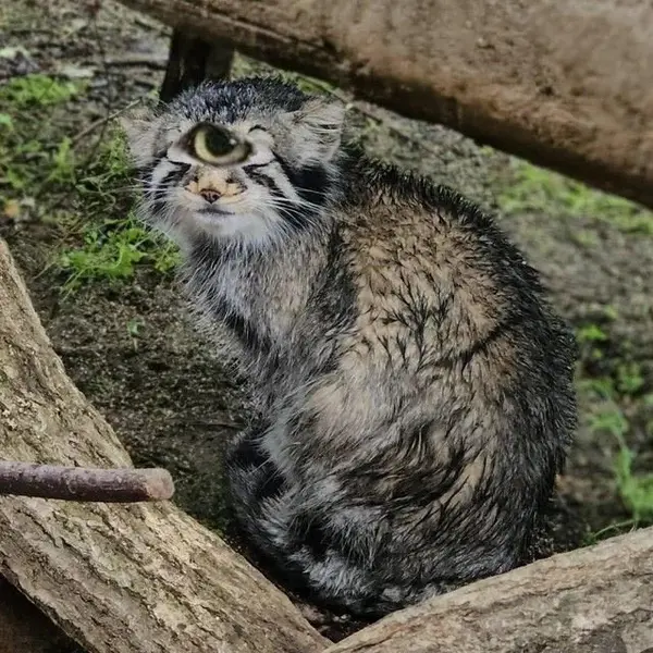 A photograph of a Pallas's cat