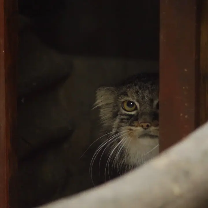 A photograph of Shafran in Ueno Zoological Gardens