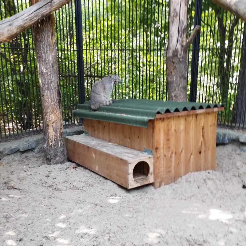 A photograph of a Pallas's cat in Novosibirsk Zoo