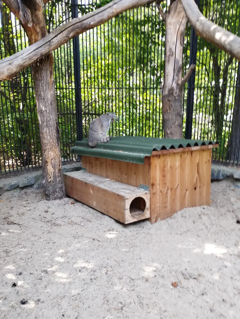 A photograph of a Pallas's cat in Novosibirsk Zoo