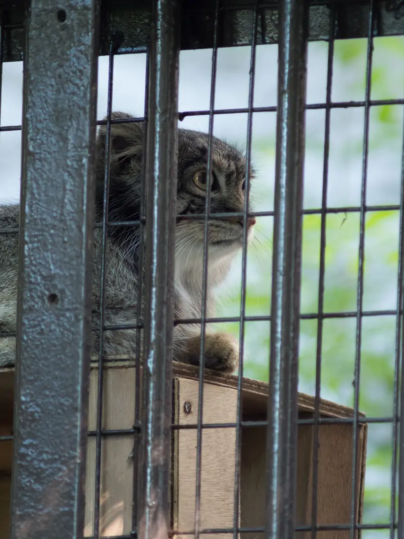 A photograph of Figa in Nogeyama Zoo