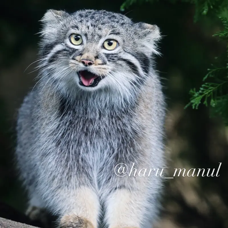 A photograph of Abrikos in Nasu Animal Kingdom