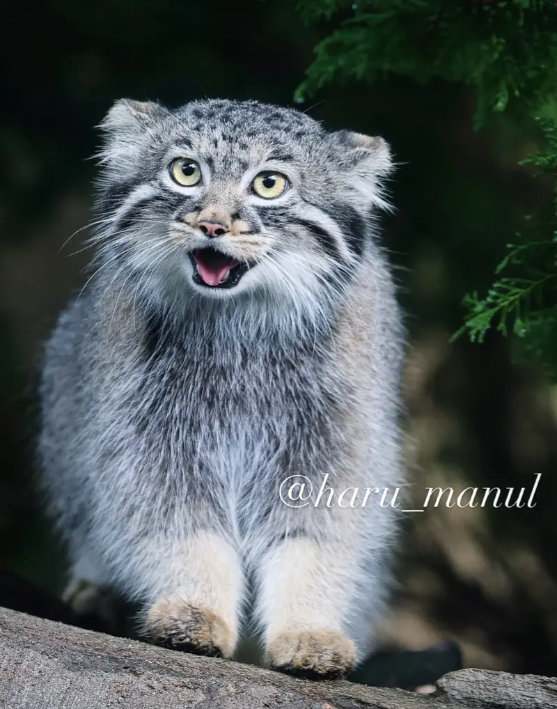 A photograph of Abrikos in Nasu Animal Kingdom