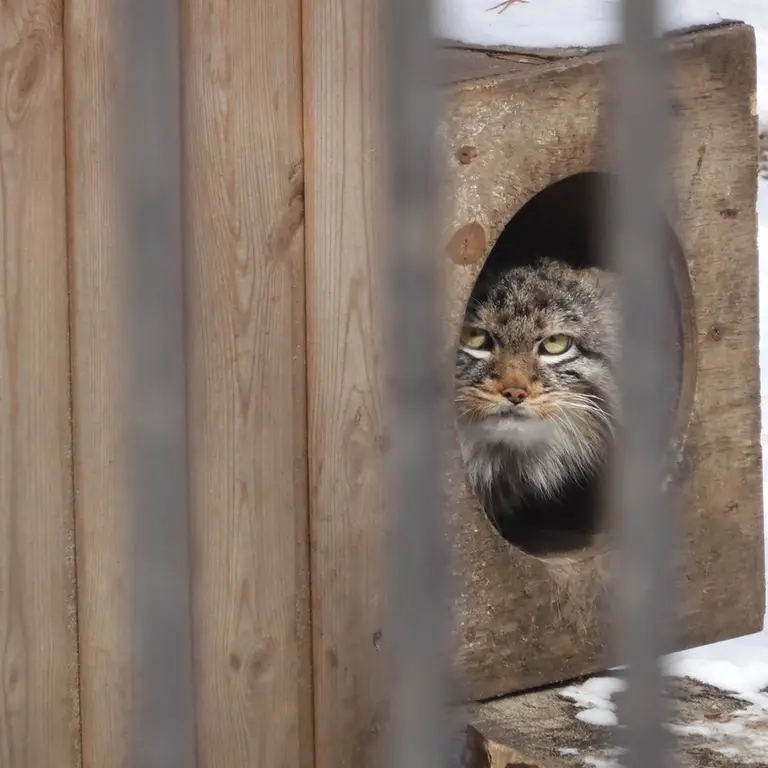 A photograph of a Pallas's cat in Novosibirsk Zoo