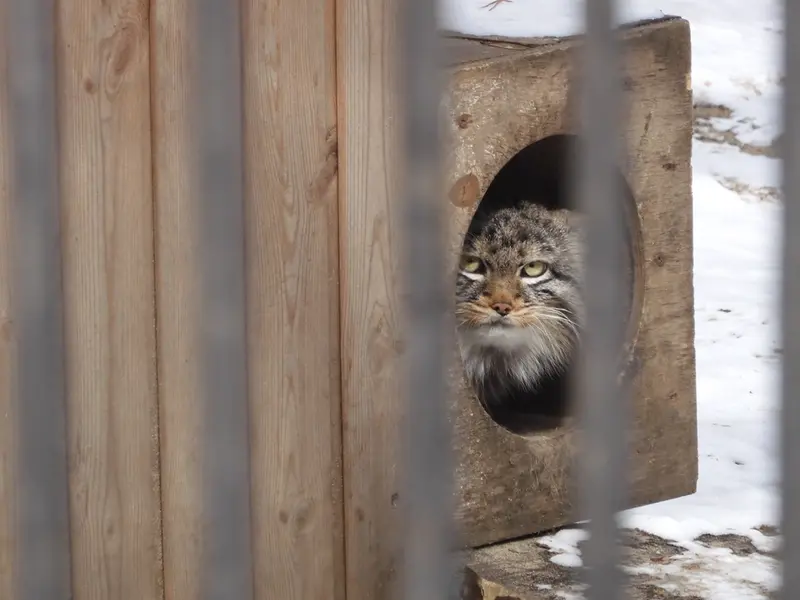 A photograph of a Pallas's cat in Novosibirsk Zoo