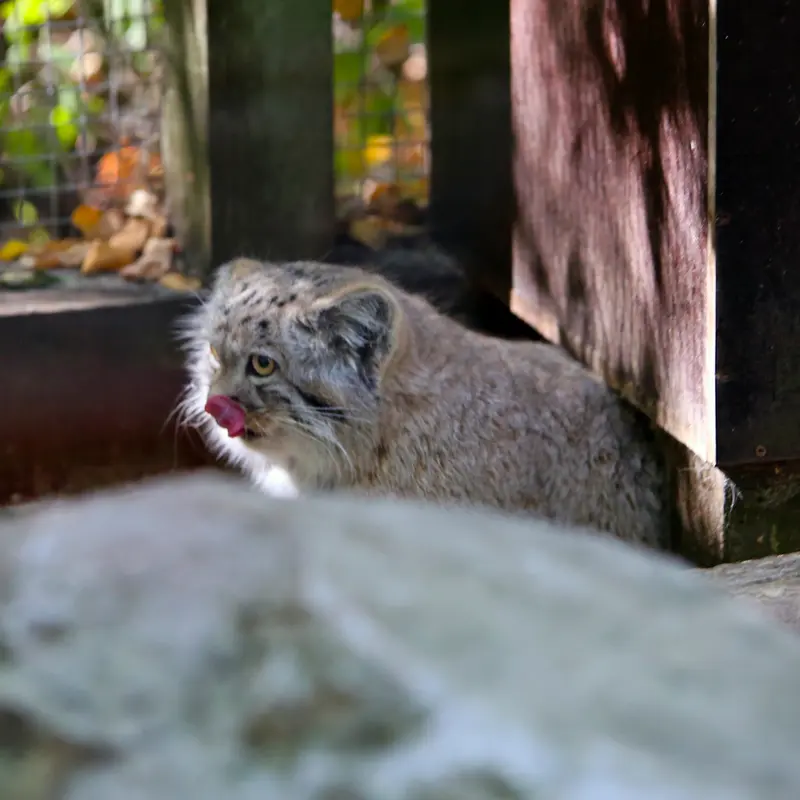 A photograph of Kitten of Alani b.2026 Ⅰ in Košice Zoo