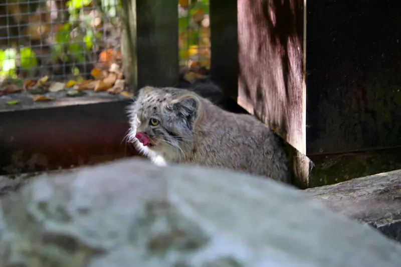 A photograph of Kitten of Alani b.2026 Ⅰ in Košice Zoo
