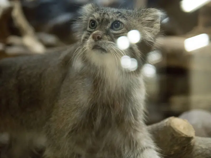A photograph of Klyon in Ueno Zoological Gardens