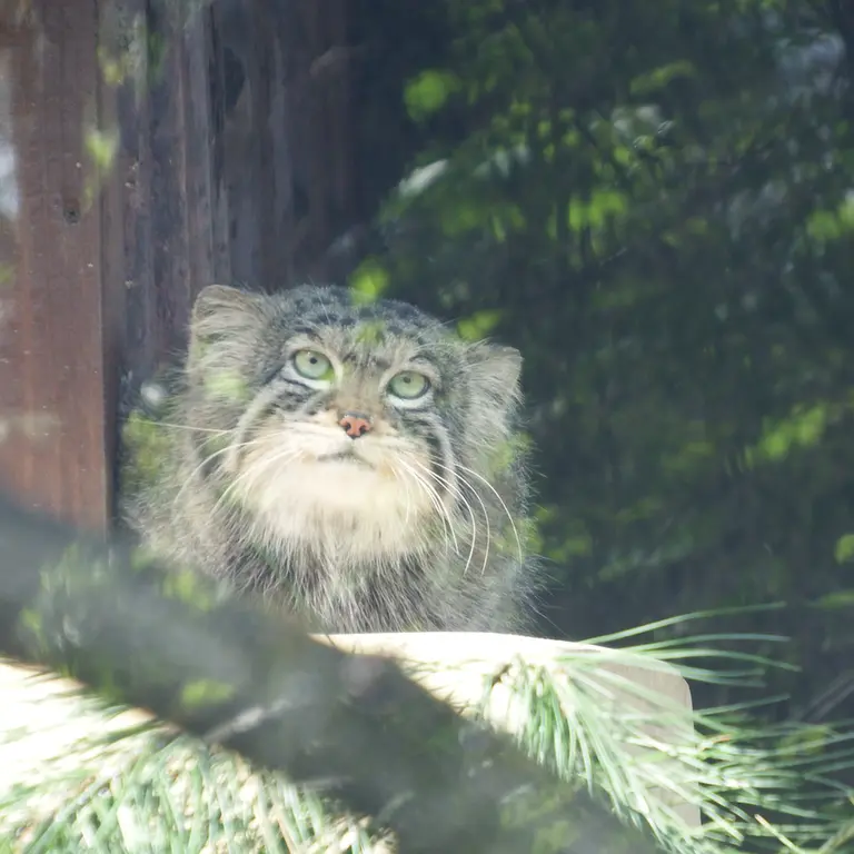 A photograph of Boris in Royev Ruchey