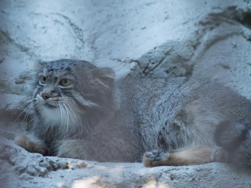A photograph of Figa in Nogeyama Zoo